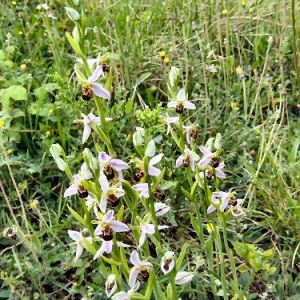 Bee Orchid