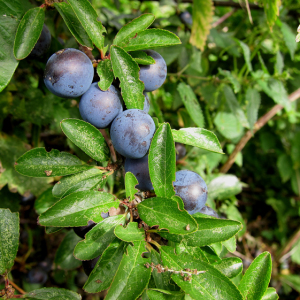Blackthorn - Sloes
