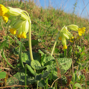 Cowslip