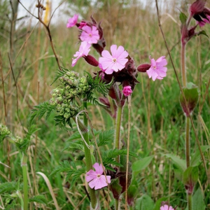 Red Campion