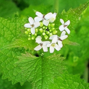 Garlic mustard
