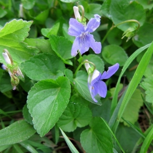 Common Dog Violet