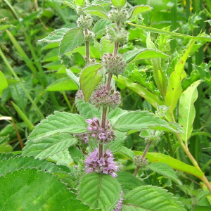 Corn Mint