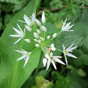 Wild Garlic - Ransoms