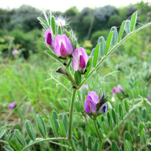 Common Vetch