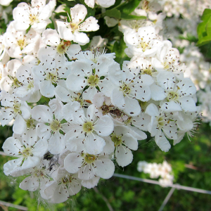 Hawthorn
