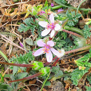Storksbill