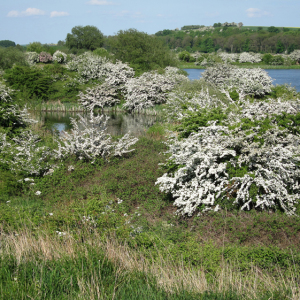 Hawthorn