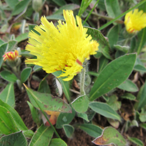 Mouse-ear Hawkweed