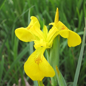 Yellow Iris