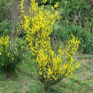 Broom