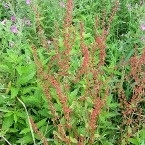 Sorrel