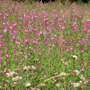 Great Willowherb