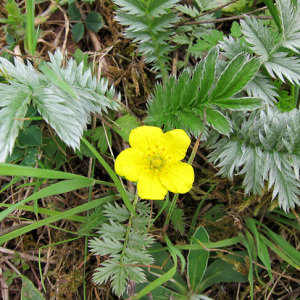 Silverweed