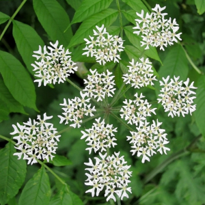 Hogweed