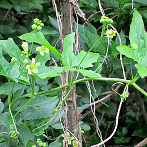 White Bryony