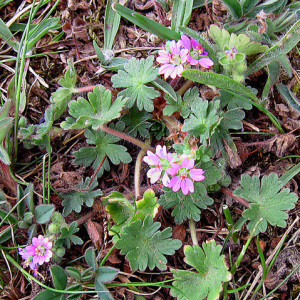 Storksbill