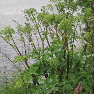 Garden Angelica