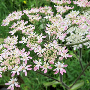 Hogweed
