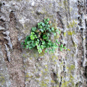 Wall Rue