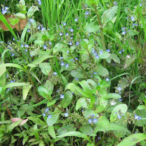 Water Forgetmenot
