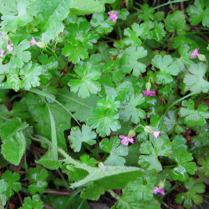 Shining Cranesbill