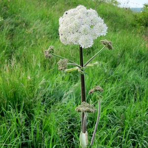 Hogweed