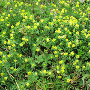 Hop-trefoil