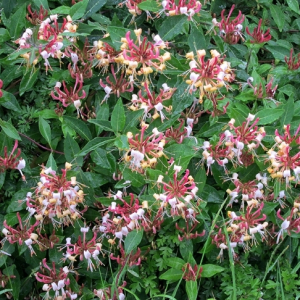 Honeysuckle