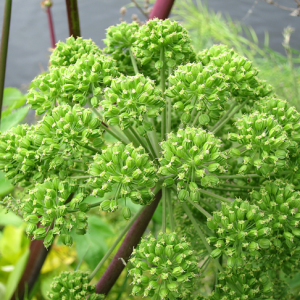 Garden Angelica