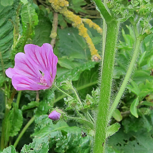 Common Mallow