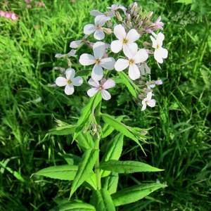 Dames Violet