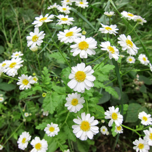 Feverfew