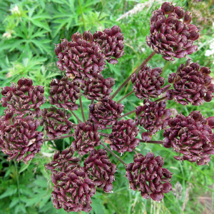 Hogweed