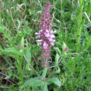 Marsh Woundwort