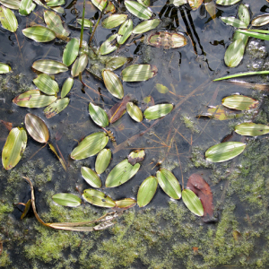 Broad-leaved Pondweed
