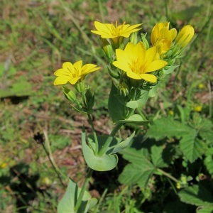 Yellow-wort