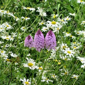 Pyramidal Orchids