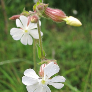 White Campion