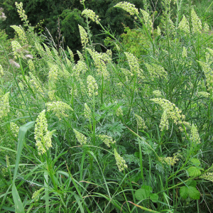 White Mignonette