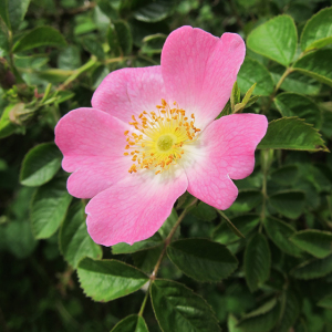 Sweetbriar