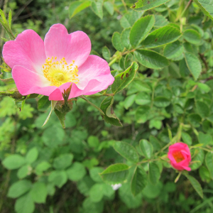 Sweetbriar