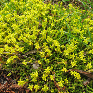 Biting Stonecrop