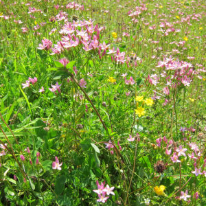 Centaury