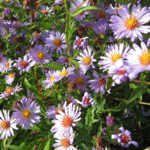 Michaelmas Daisy
