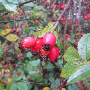 Dog Rose