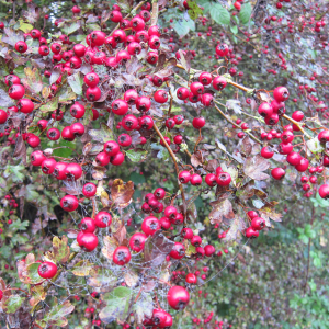 Hawthorn