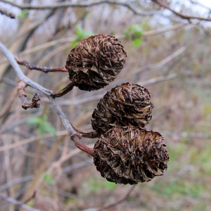 Alder