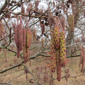 Alder