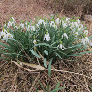 Snowdrop